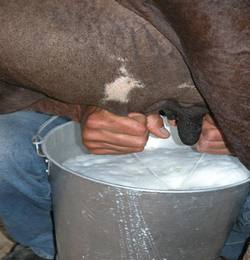 En aumento produccion de leche en Ciego de Avila